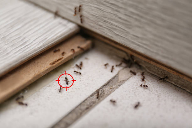 Best Pest Inspection Near Me  in Pearl River, LA