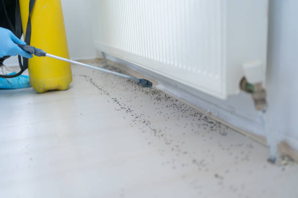 Best Wasp Removal Services  in Pearl River, LA